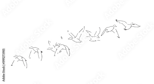 Seagulls flying in formation vector illustration of birds in motion