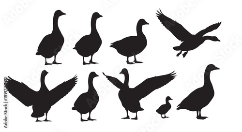 Canvastavla Vector goose silhouettes set with various poses and flying ducks