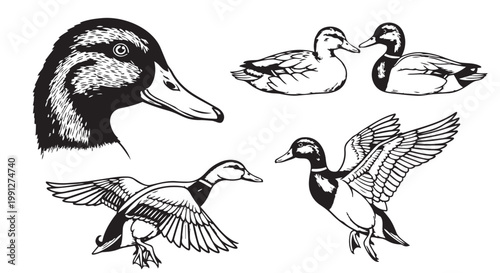 Tablou pe pânză Vector illustration of ducks in various poses and close-up