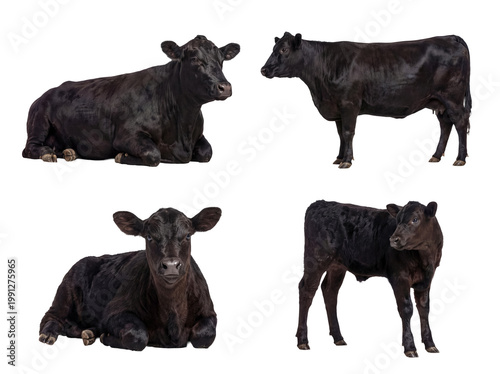 Foto Various black Angus cattle, including a cute calf, in different poses, from mature adults to young