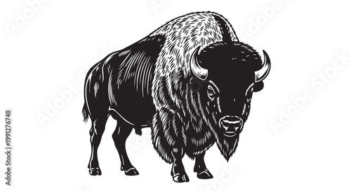 Black and white vector illustration of a bison standing alone