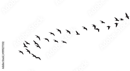 Flock of birds flying in formation vector illustration graphic design