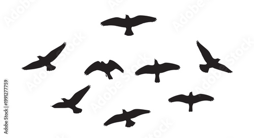 Vector illustration of flying birds in various positions and directions