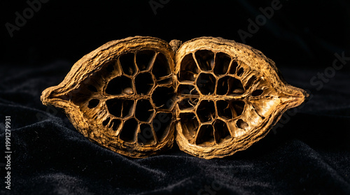 Macro of an open dry seed pod on black velvet background