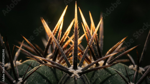 Sharp cactus spines glowing in golden sunlight against dark background