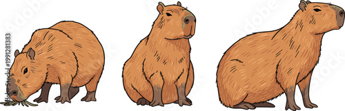 Hand drawn capybara animal set featuring different poses detailed fur texture cute wildlife illustration isolated on white background