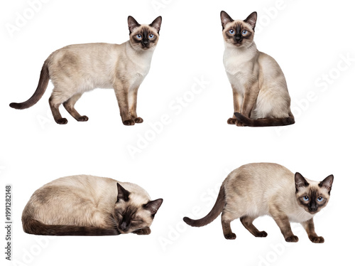 Schilderij op canvas Four varied poses of a beautiful Siamese cat with distinctive blue eyes and point coloration