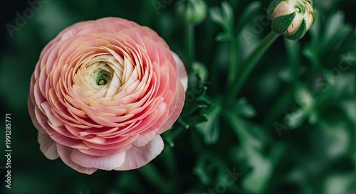 A vibrant flower with multiple layers of petals, each a different shade of pink and white, set against a backdrop of green leaves.