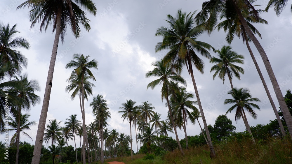 Obraz premium Wide scenic panorama of Siangau Beach displaying giant granite boulders and iconic coconut trees along the turquoise sea.