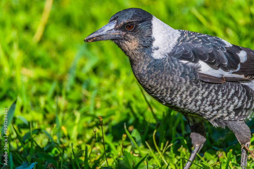 Fototapeta premium Outdoors with the Australian Magpie
