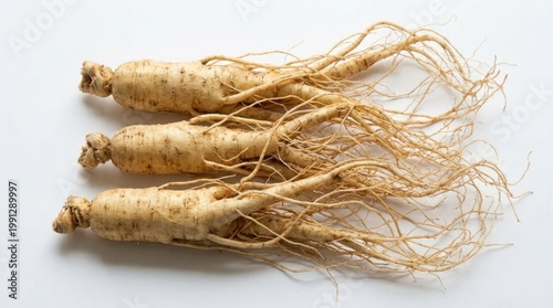 Three whole fresh ginseng roots with delicate rootlets