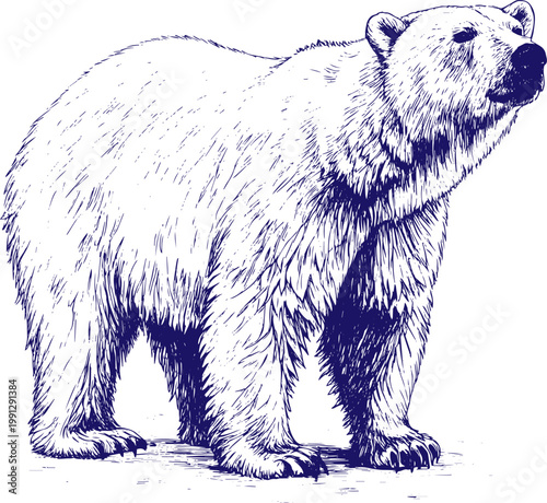 Hand Drawn Polar Bear Sketch Vector Illustration Minimal Line Art Wildlife Arctic Animal Drawing Isolated