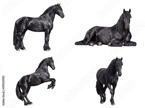 Four magnificent black Friesian horses showcasing diverse poses, perfectly isolated on a transparent background.