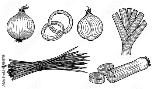 Vintage illustration of onions leeks and chives in black and white