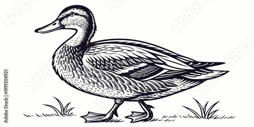Black and white engraving illustration of a mallard duck with wildlife waterfowl illustration engraving monochrome domestic standing stylized detailed ornamental birdlife creature