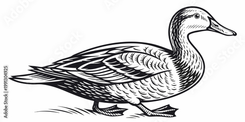 Detailed engraving style illustration of a swimming duck with wildlife waterfowl illustration engraving monochrome domestic swimming floating detailed stylized ornamental birdlife creature