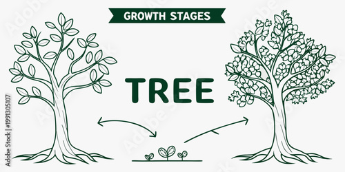 Tree growth stages illustrative diagram featuring saplings and mature trees life cycle environmentally friendly growing season development illustration environment seedling education progress