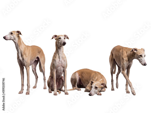Φωτογραφία Four elegant fawn Whippet dogs in various poses, showcasing their graceful and athletic build on a transparent