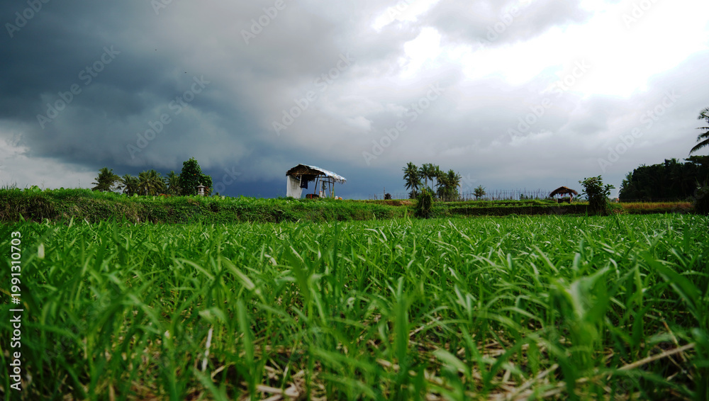 Fototapeta premium Lush green paddy field under dramatic dark storm clouds in tropical Bali countryside