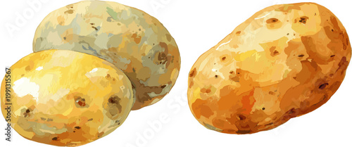 watercolor potatoes, vector illustration, white background, in two different poses 