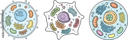 Educational Animal Cell Biology Illustration: Set of Three Colorful Vector Models Showing Organelles like Nucleus, Mitochondria, and Golgi Apparatus in a Flat Minimalist Style for Science.