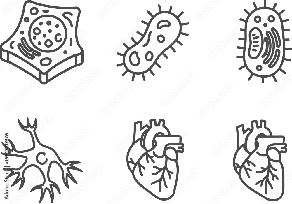 Fototapeta premium Line art illustration of microorganisms cells and organs