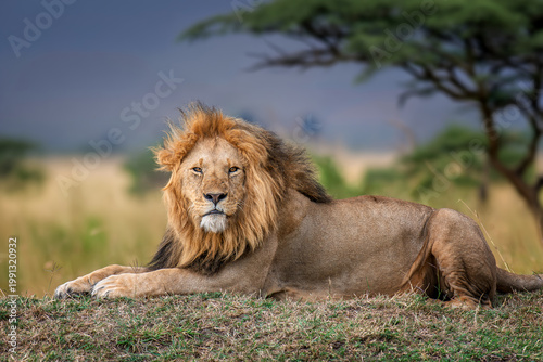Adult lion lying in the grass with a blurred tree in the backgro