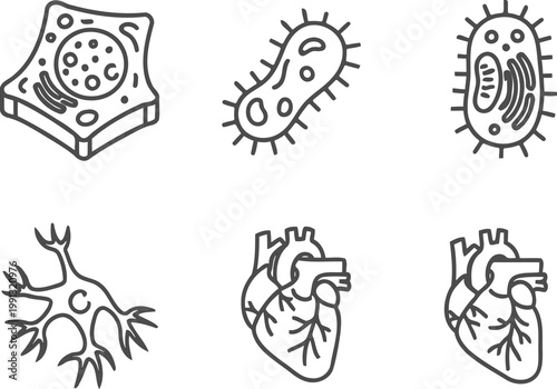 Line art illustration of microorganisms cells and organs