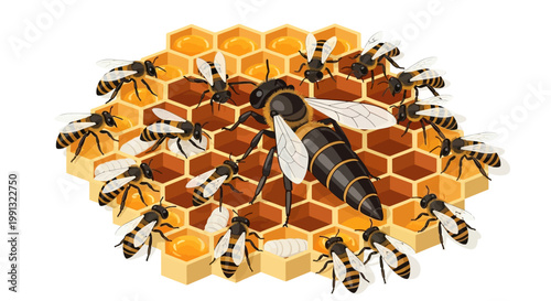 A detailed illustration shows a large queen bee surrounded by smaller worker bees on a honeycomb structure, rendered with a cartoon-like style, set against a clean white background