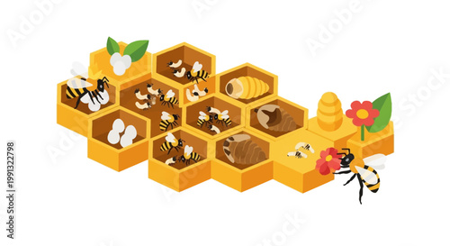 Isometric vector illustration displays a bee life cycle within a honeycomb structure, presenting different stages from egg to larva to pupa against a white background with a warm