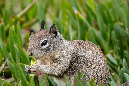 Photography Squirrel eating a yellow flower close up in the grass