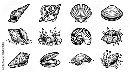 Black and white illustration of various seashell designs