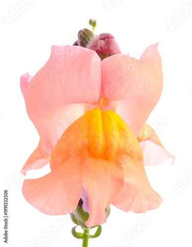 A close-up of a vibrant pink flower with a yellow center (1)