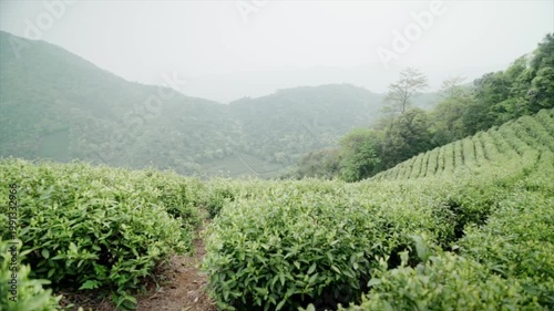 Lush Green Tea Plantation on a Misty Mountain Slope in Rural Landscape