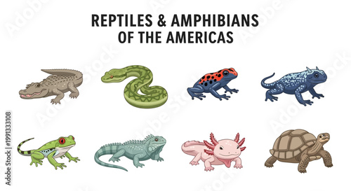 Reptiles and amphibians of Americas animals.