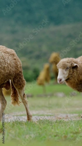 Sheep Grazing Peacefully in a Lush Green Meadow with Forest Background