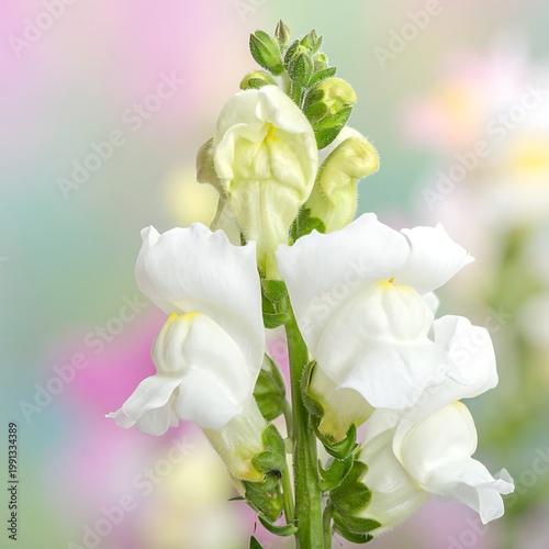 A close-up of white flowers against a colorful blurred background
