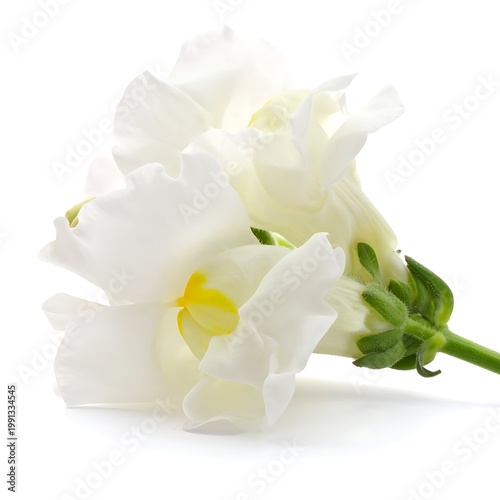A close-up of white flowers with yellow centers (3)