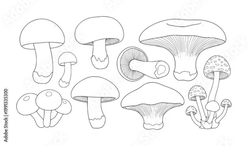 Collection of various mushroom outlines with gills and spotted caps fungi nature