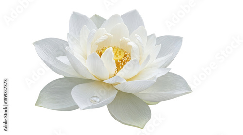 Elegant white lotus flower with yellow center, blooming water lily with water droplet, serene aquatic plant for wellness and spa design isolated on Transparent Background