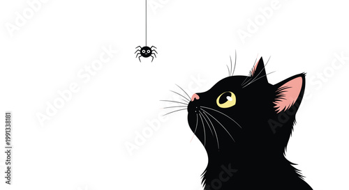 Curious black cat looking up at a tiny black spider hanging from a thin web thread against a bright white background.
