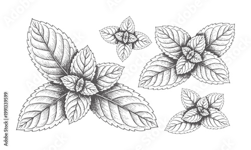 Hand drawn of fresh mint leaves in various sizes white herb green