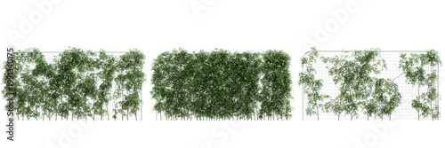 Картината върху платно Climbing ivy vines with white flowers on transparent background
