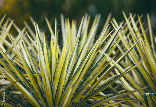 Foto The plant Yucca filamentosa specifically the popular cultivar Color Guard