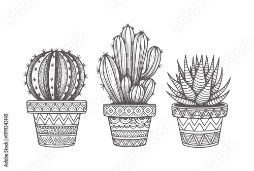 Three potted cacti and succulents with decorative patterns cactus plant green