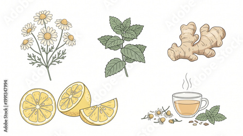 Minimal Herbal Tea Ingredient Vector Set – Hand Drawn Botanical Elements