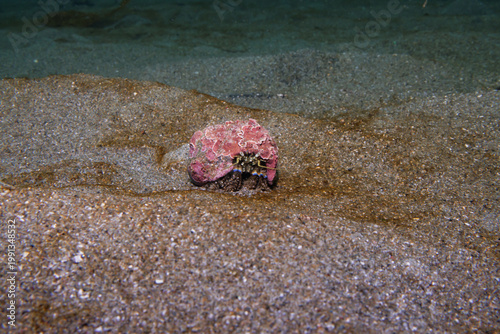 Fotografie New Zealand hermit crab (Pagurus novizealandiae) in shell on sandy seabed