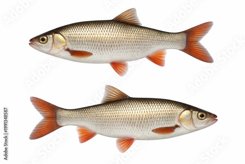 Two fish with orange fins and scales on display