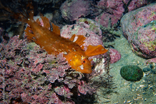 Foto New Zealand topknot (Notoclinus fenestratus) resting among pink coralline algae