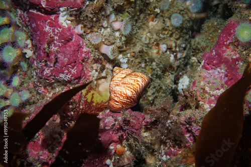 Fotografie Tiger topsnail (Maurea tigris) resting on coralline algae and encrusted reef habitat in a temperate New Zealand marine environment, surrounded by diverse invertebrate life